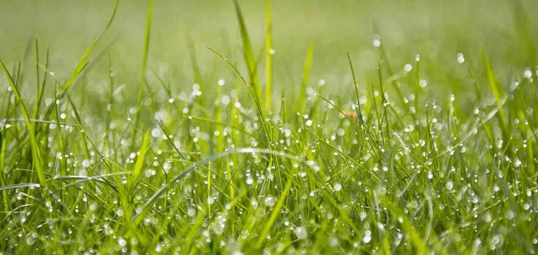 Can You Apply Fungicide to Wet Grass?