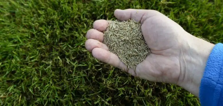 what is the most expensive grass seed