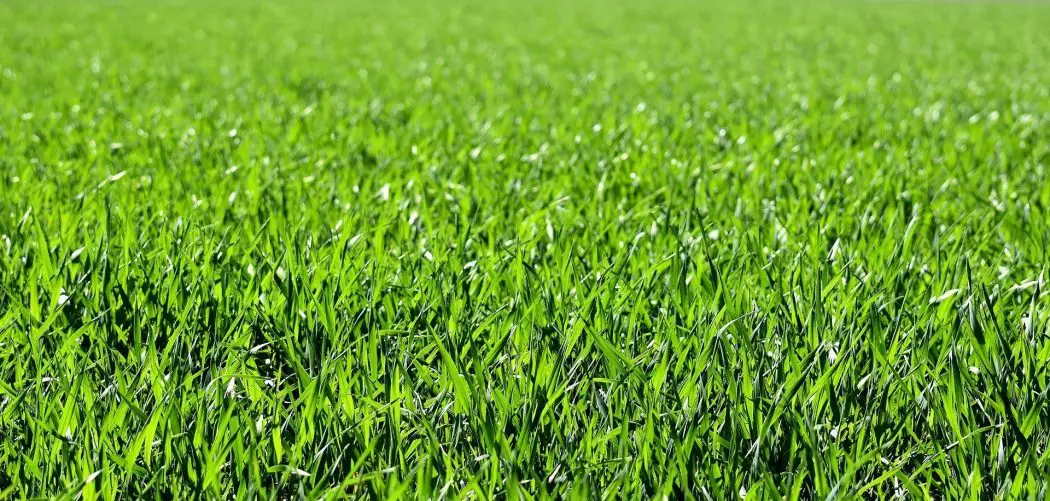 what are the different types of grass