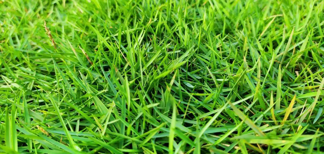 What Grass Mixes Well with Zoysia?