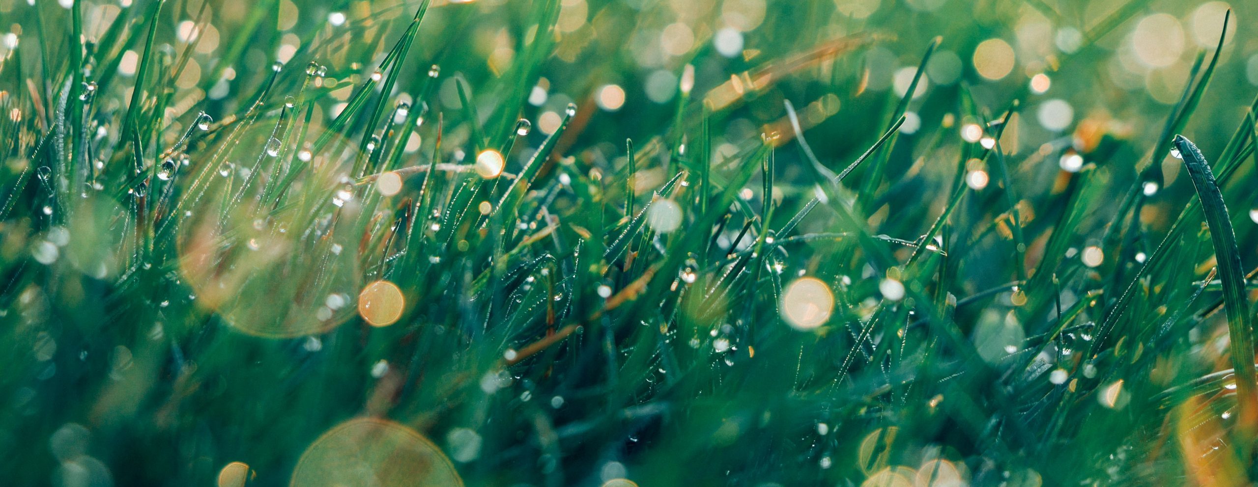 How Do Reel Mowers Handle Wet Grass? Tips for Safely Mowing After Rain