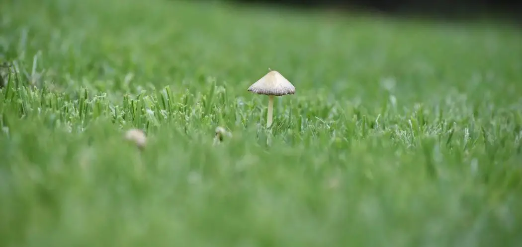 Mushrooms in Your Lawn and Getting Rid of Them