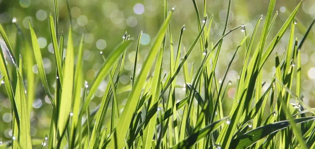 12 Reasons Why Your Grass Is Not Growing Evenly