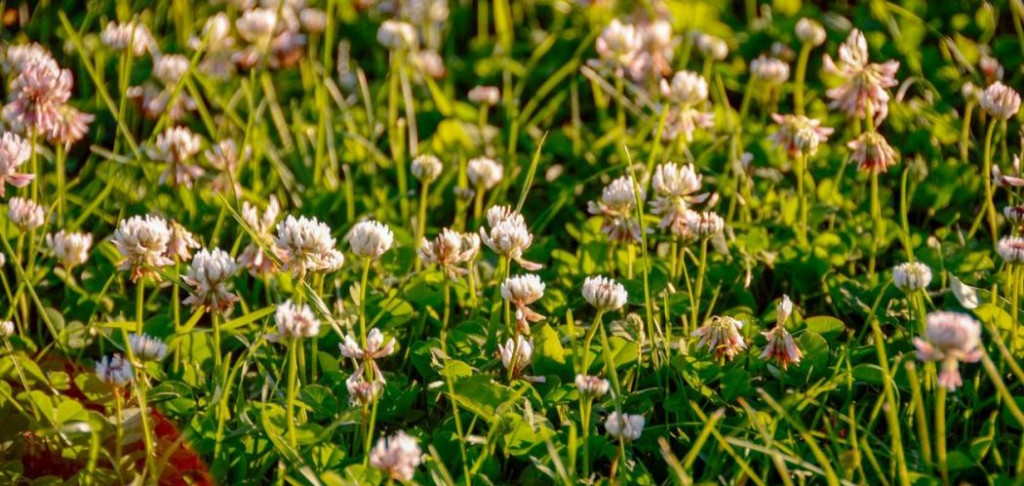 A Guide to Lawn Clover