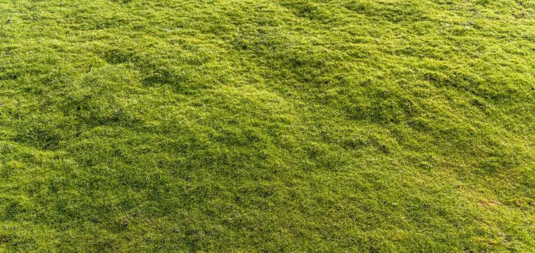 What Causes an Uneven Lawn