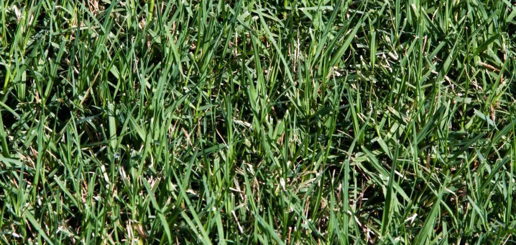 Can Bermuda Grass Choke Out Weeds?