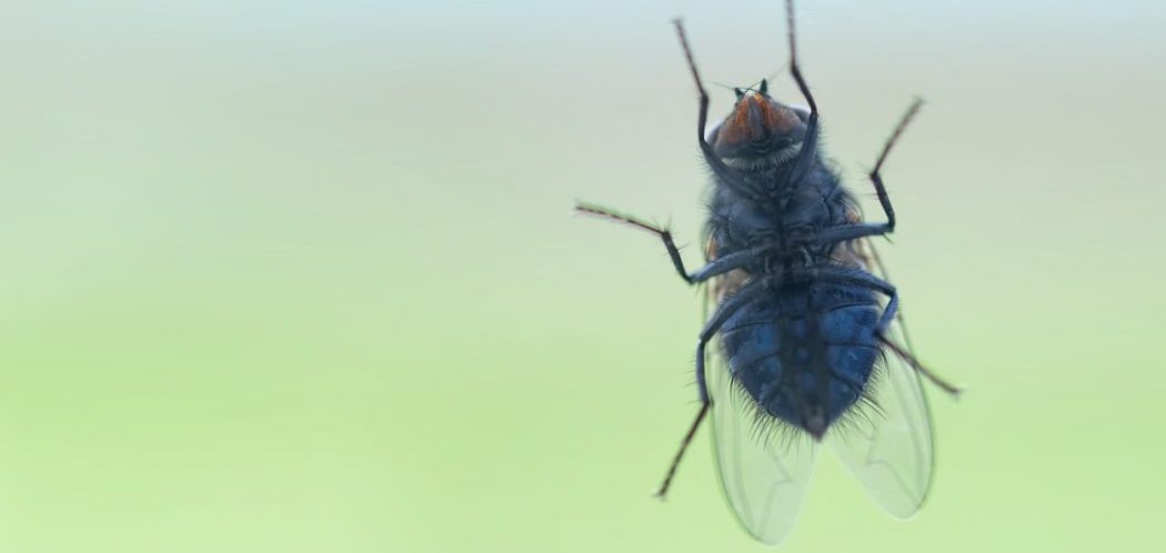 Flies in Your Lawn