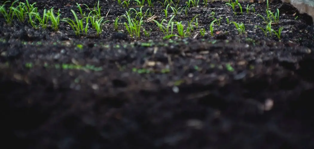 Will Grass Die If Covered with Dirt?