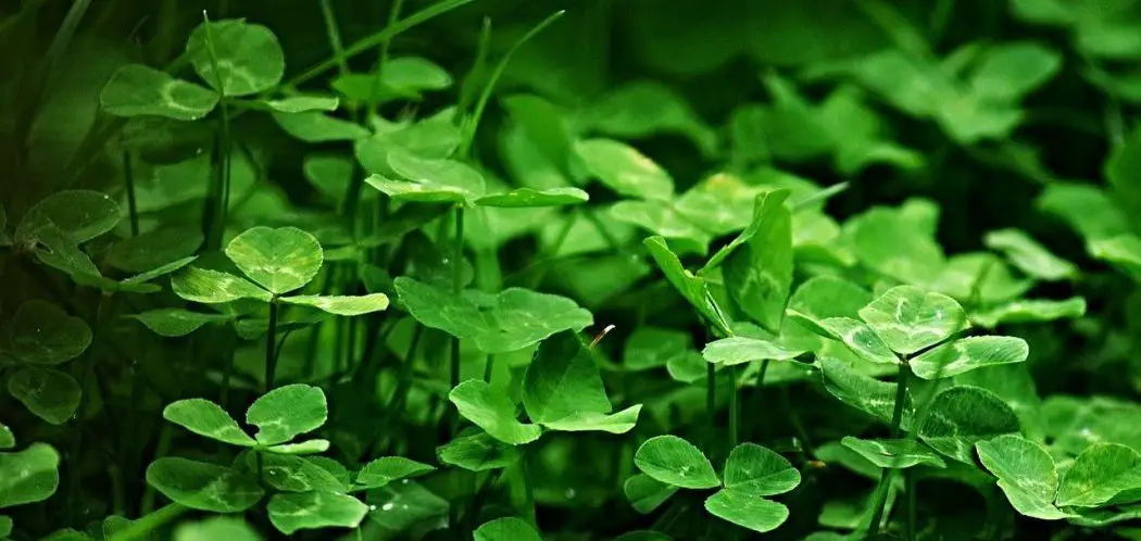 Weeds That Look Like Clover (with pictures)