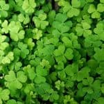 Weeds That Look Like Clover (with pictures)