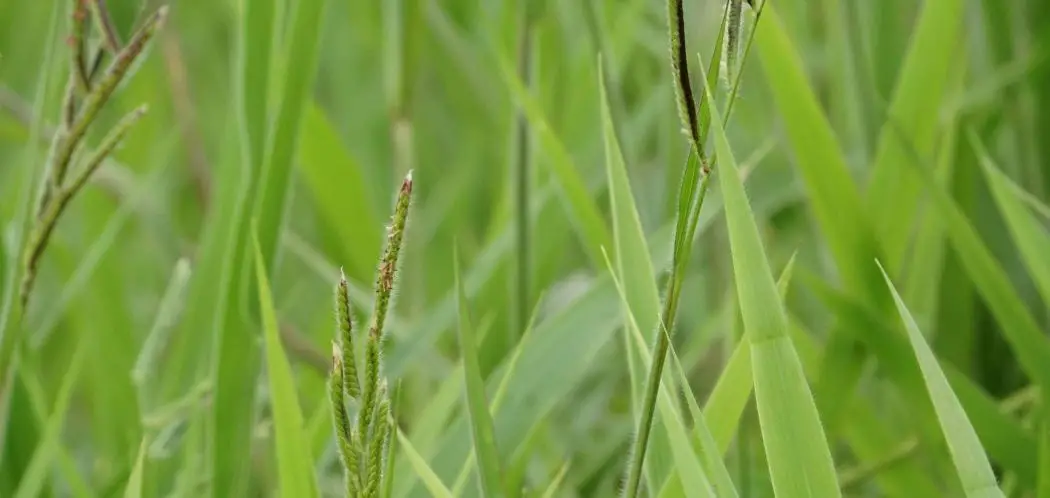 What Does Dallisgrass Look Like? (and How to Get Rid of It)