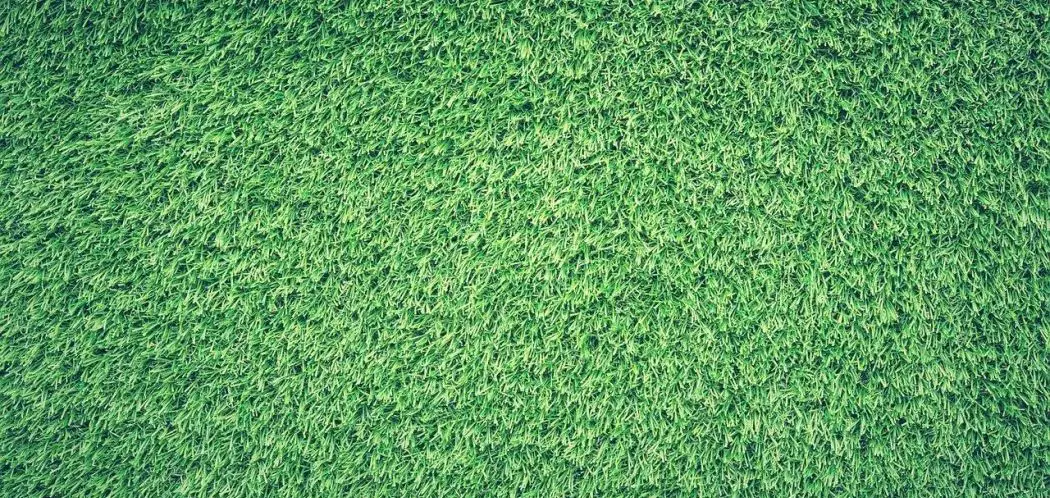 How to Scalp Your Lawn | Speed up Your Green Up!