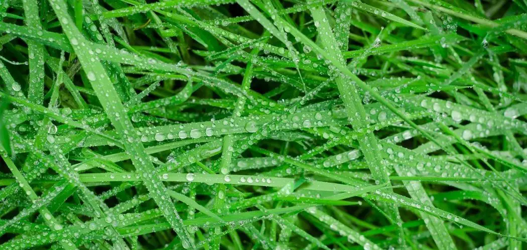 Cutting Wet Grass | Here's How to Get Away With It