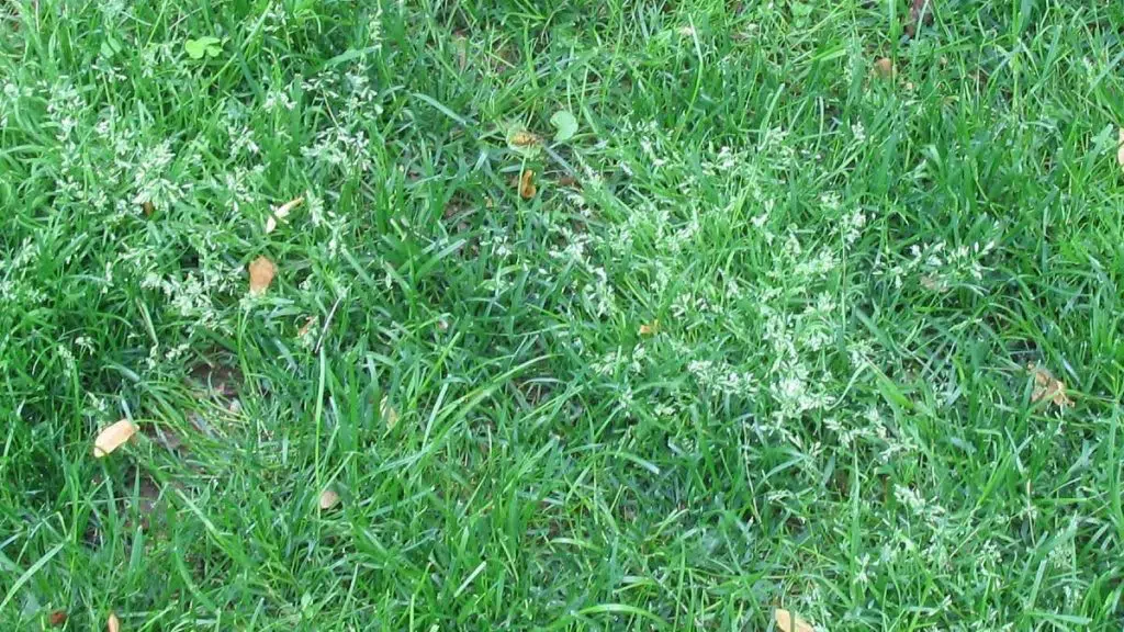 Ultimate Lawn Weed Identification Guide (with pictures)
