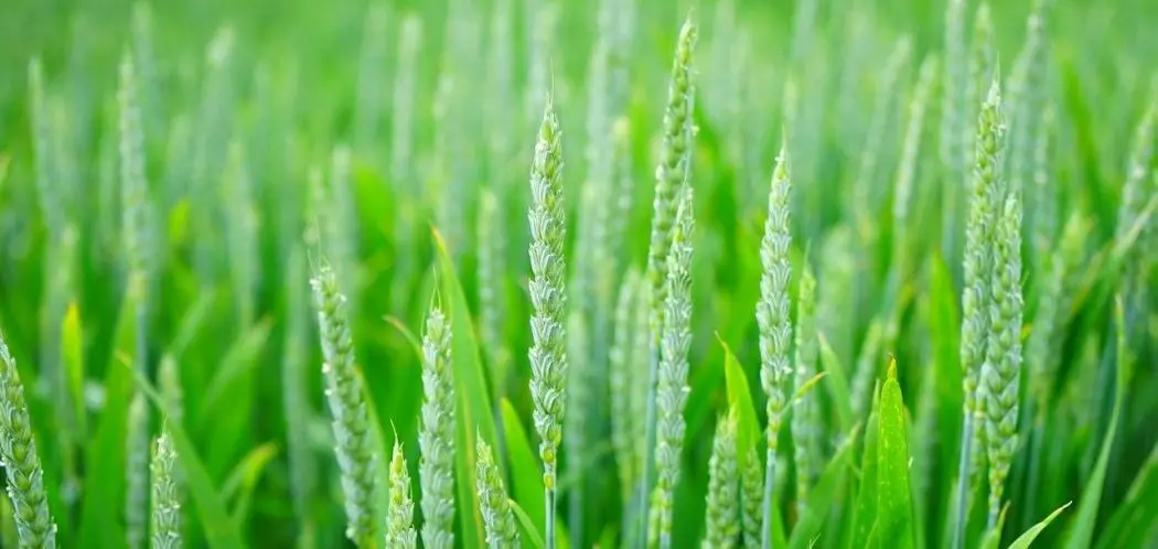 Weeds That Look Like Wheat (with pictures)