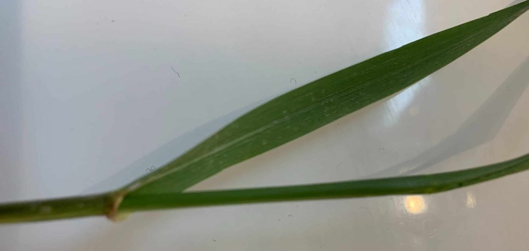 Quackgrass Identification Guide (Look for these 5 things!)