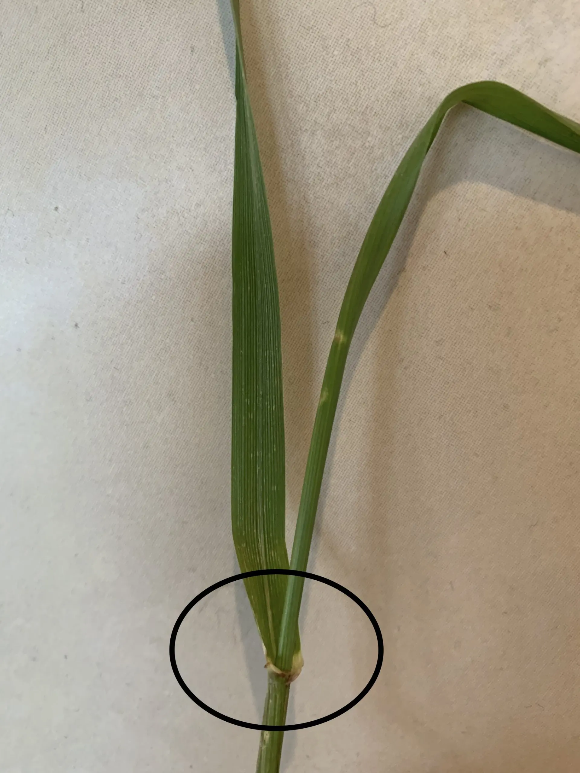 Quackgrass Identification Guide Look For These 5 Things Care For