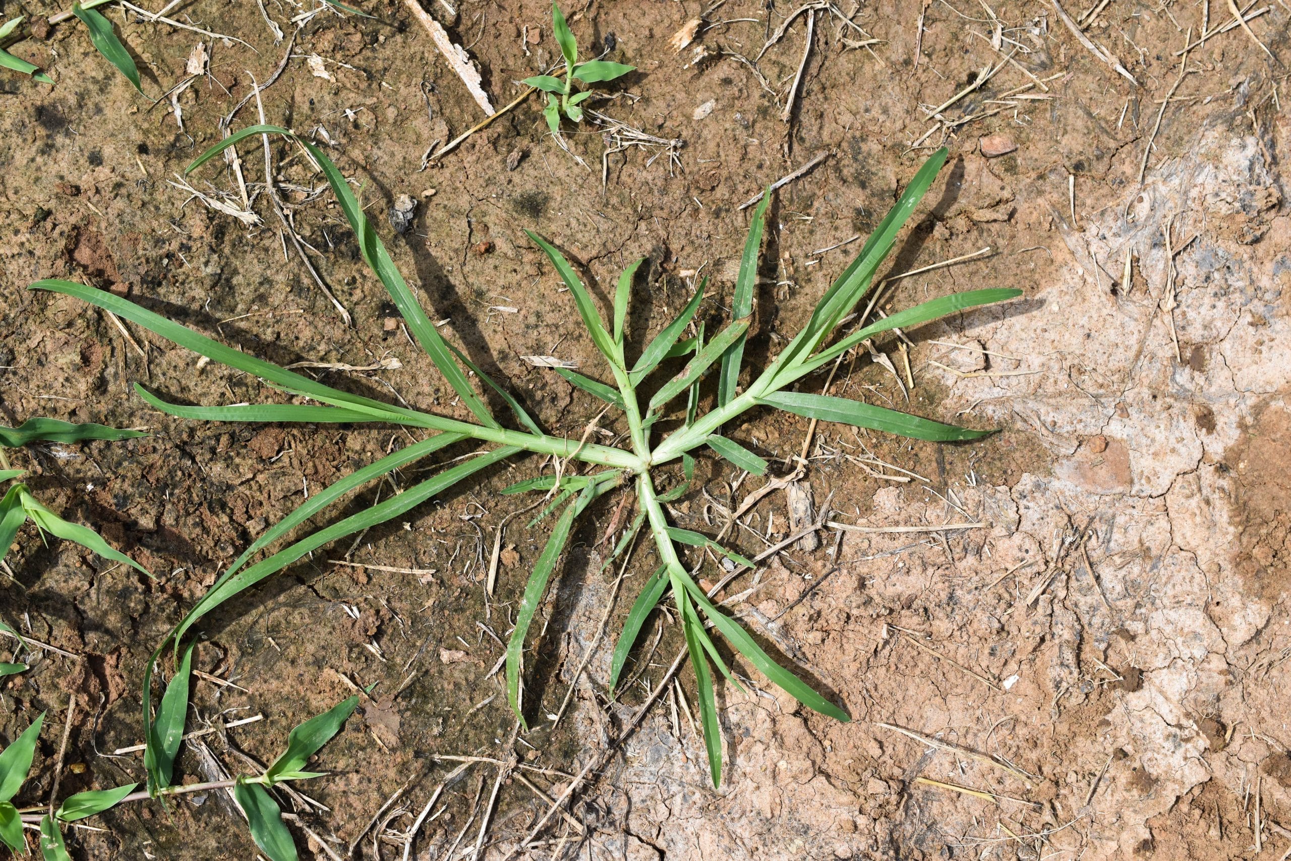 Goosegrass Identification Guide (Look for these 5 things!)