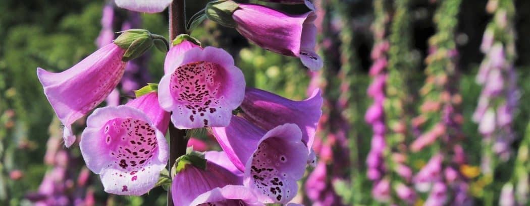 Weeds That Look Like Foxgloves (with pictures)