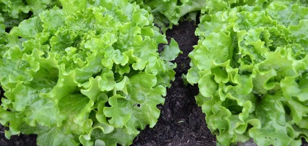Weeds That Look Like Lettuce (with pictures)