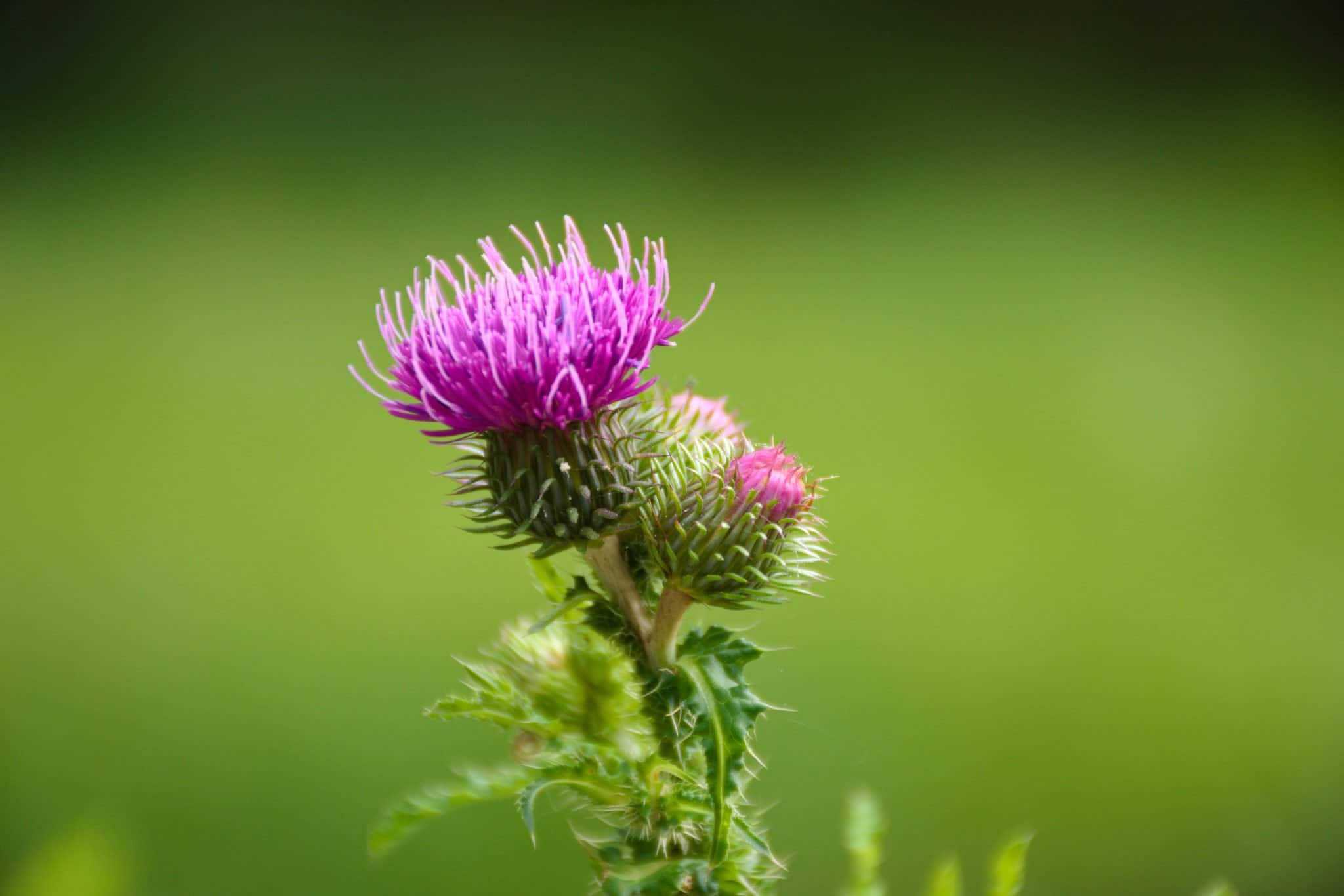 Weeds That Look Like Lettuce With Pictures Care For Your Lawn 3635