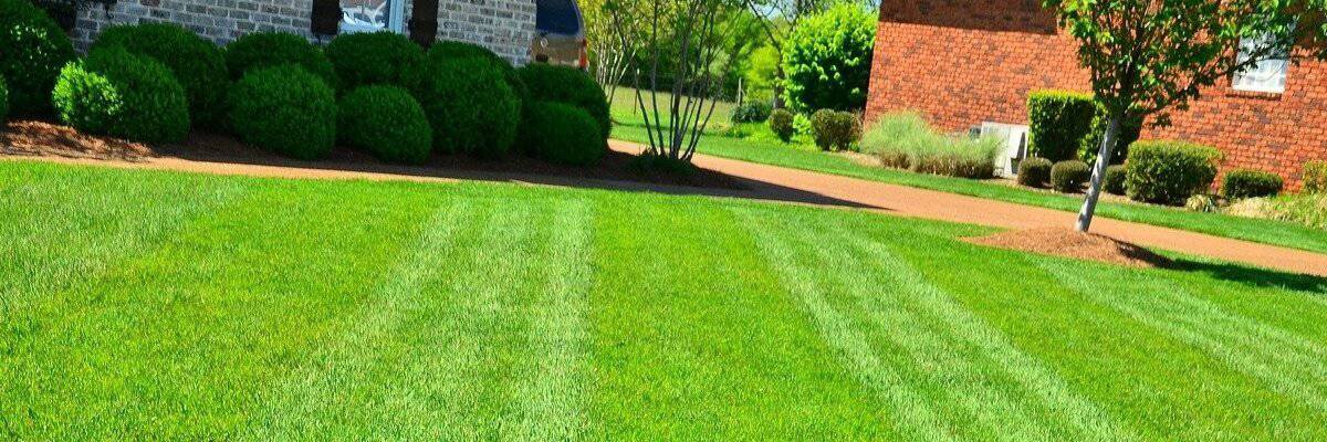 How Often Should You Level Your Lawn?