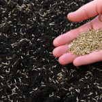 Why You Should NOT Put Grass Seed on Top of Straw