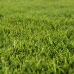 Five Reasons NOT to Mix Bermuda with Centipede Grass