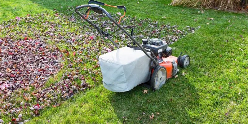 Cutting and bagging grass and leaves in the fall with a lawn mower in a neighbourhood backyard in evening light