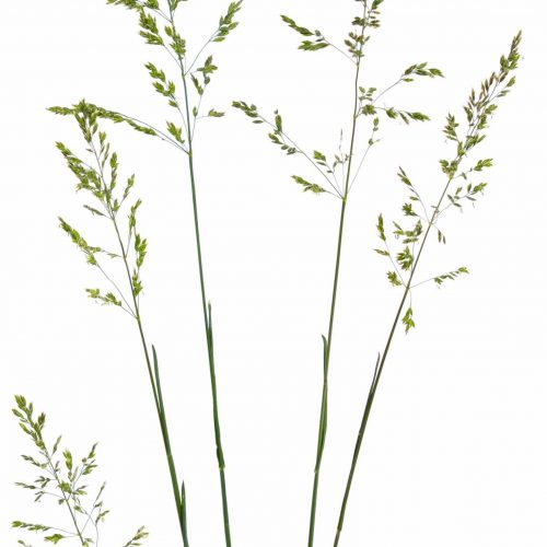 Poa,Or,Bluegrass,,Speargrass,,Tussock,,Meadow-grass.,Isolated,On,White.